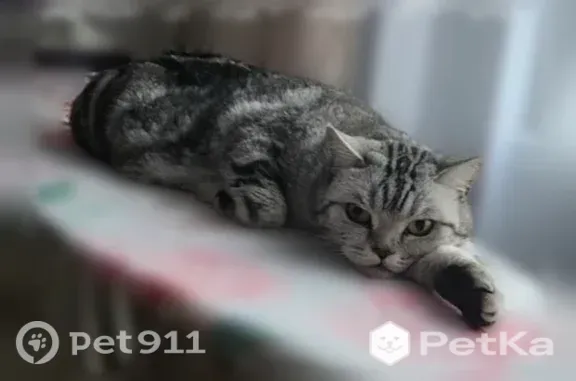 Пропала кошка, Поселок Геофизик — выбежала, помогите найти девочку - photo