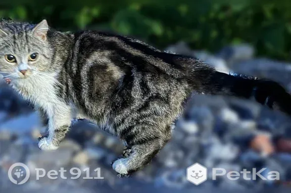 Найдена кошка, Казань, фото: Найдена кошка, Осиново, Казань — окраса табби