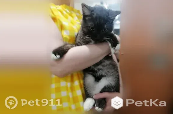 Найдена кошка, Екатеринбург, фото: Найдена кошка, Район Ленинский (г Екатеринбург), Начдива Онуфриева, д. 44, Екатеринбург — белые «носочки» на лапках