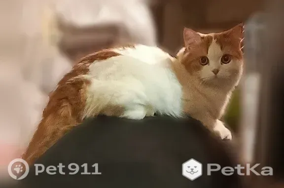 Пропала кошка, Кострома, Селищенский 1-й — бело-рыжая пушистая, нос как у перса - photo