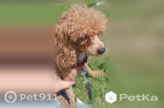 Пропала собака, Микрорайон Новое Бисерово-2 (село Бисерово) (г Ногинск), Ногинск — мелкая, метис пуделя - photo