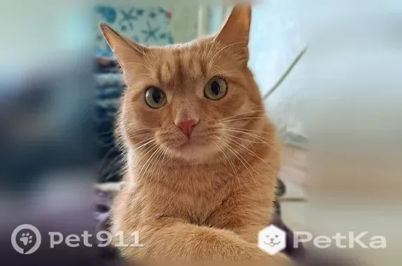 Кошки потеряшки, , фото: Потеряшка кошка, Поселок Новый, Строителей, д. 13 — рыжая с белыми пятнами, сломан кончик хвоста