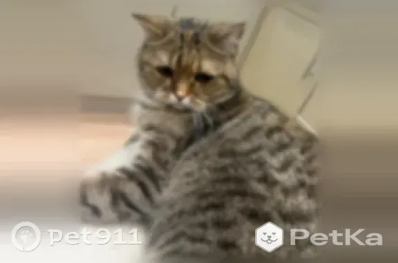 Пропала кошка, Киров, Березниковский, д. 32 — выпала из окна, Соня - photo
