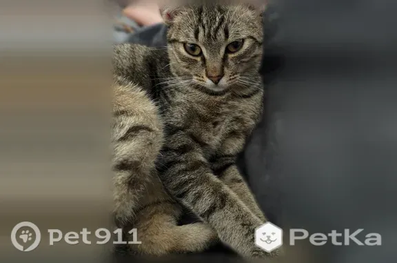 Пропала кошка, Сельцо, Кочевига, д. 11, Сельцо — полосатый окрас, вышел гулять и не вернулся - photo