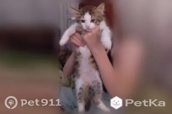 Найдена кошка, Полевской, фото: Найдена кошка, Малышева, д. 65, Полевской — котёнок 2–3 месяца, ходит в лоток