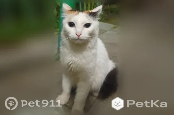 Найдена кошка, Владимир, фото: Найдена кошка, Балакирева, Владимир — молодая, очень ласковая