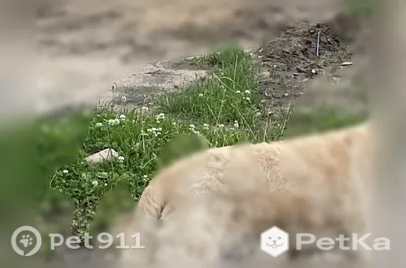 Найдена собака, Одинцово, фото: Найдена собака, Село Усово (г Одинцово), Одинцово — бежевый окрас, синяя ленточка на шее