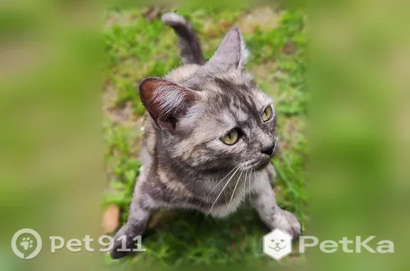 Найдена кошка, Меленки, фото: Найдена кошка, Крупской, Меленки — ласковая, на вид около 7–8 месяцев