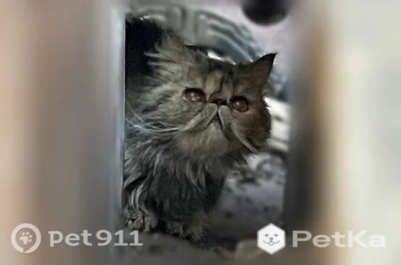 Найдена кошка, Сочи, фото: Найдена кошка, Сочи, Театральная, д. 11 — худая, напугана