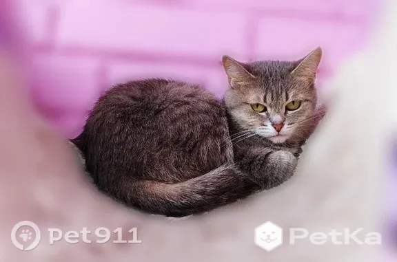 Пропала кошка, Ковров, Машиностроителей, д. 11 — серенькая, полосатая, боязливая - photo