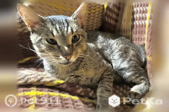 Найдена кошка, Саратов, фото: Найдена кошка, Большая Затонская, Саратов — серо-полосатая, с зелёными глазами