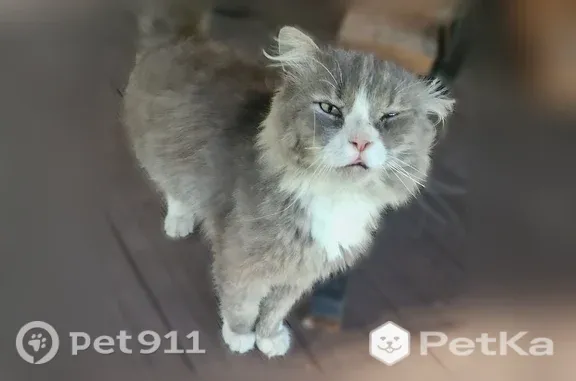 Найдена кошка, Брянск, фото: Найдена кошка, Село Малое Полпино, Комсомольская, Брянск — серый окрас, белая грудь
