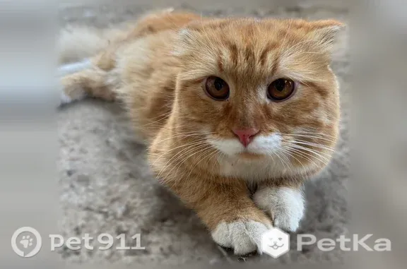 Найдена кошка, Астрахань, фото: Найдена кошка, Воробьева, д. 11, Астрахань — спокойная, ищет хозяев