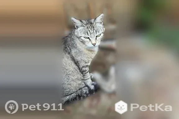 Пропала кошка, Сельский поселок Ленинский, Ленинский — беременна, с котёнком - photo