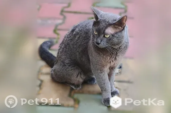 Найдена кошка, Хабаровск, фото: Найдена кошка, Хабаровск, Черепичная, Хабаровск — контактен, бывше домашний
