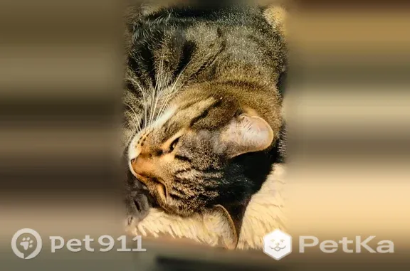 Пропала кошка, Строителей, д. 27, Кемерово — кот 5–6 лет, полосатая - photo