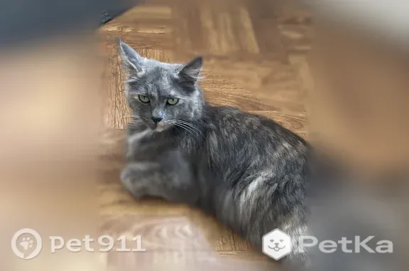 Найдена кошка, Уфа, фото: Найдена кошка, Район Демский (г Уфа), Башкирской кавдивизии, д. 15, Уфа — очень ласковая