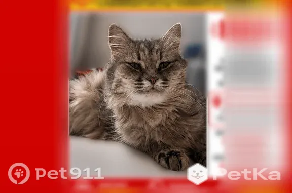 Пропала кошка, Политехнический, Воронеж — пушистая, серая, зелено-жетные глаза - photo