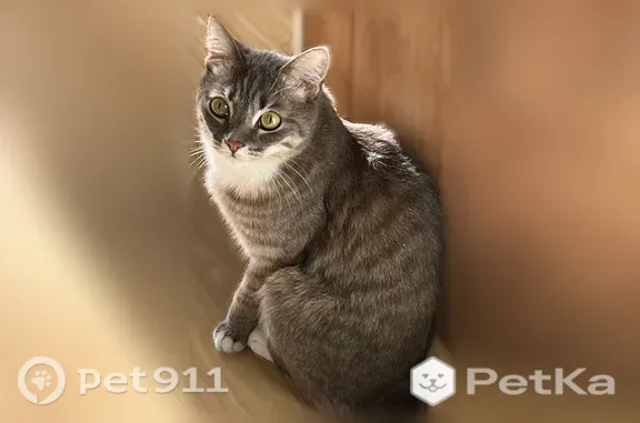 Кошки потеряшки, Максимовщина, фото: Потеряшка кошка, Село Максимовщина, Советская, д. 46/4, Максимовщина — серо-бело полосатая, белые лапки