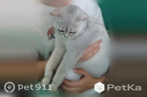 Найдена кошка, Дмитров, фото: Найдена кошка, Инженерная, д. 21, Дмитров — британская шиншилла