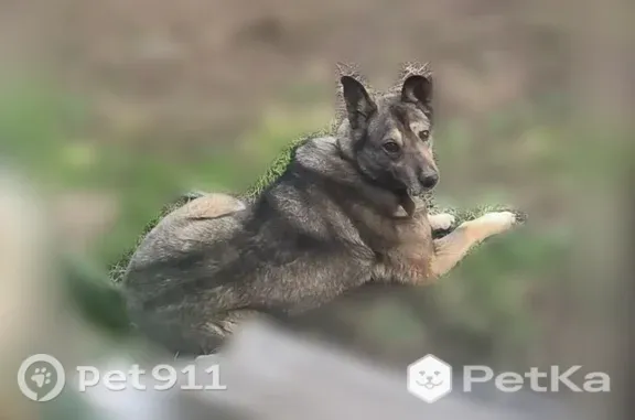 Пропала собака, Коммунальная, Биробиджан — стерилизованная, добрая - photo