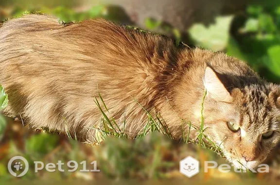 Найдена кошка, Ставрополь, фото: Найдена кошка, Сельская, д. 12, Ставрополь — взрослая, испуганная, лежит под деревом