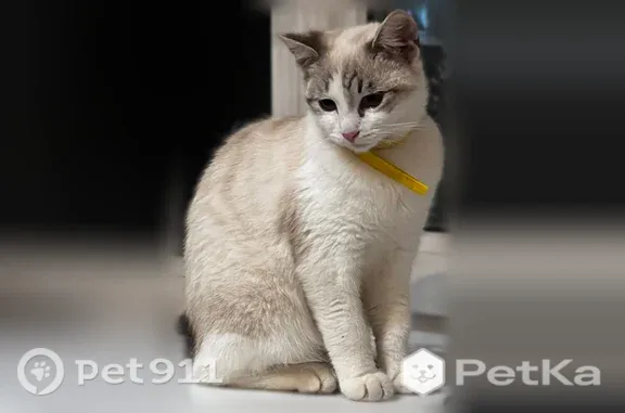 Найдена кошка, Тула, фото: Найдена кошка, Район Зареченский (г Тула), Малые Гончары, д. 11, Тула — котёнок на конечной остановке