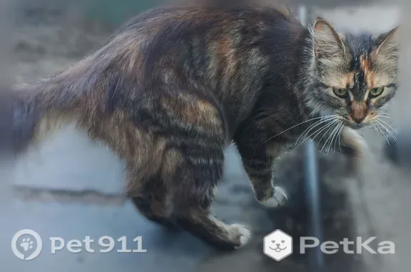 Найдена кошка, Черемхово, фото: Найдена кошка, Черемхово, Западная, д. 8 — молодая, с кисточками на ушах