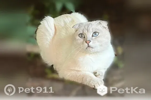 Пропала кошка, Кирова, д. 6, Тамбов — серебристая шиншила, идёт на контакт - photo