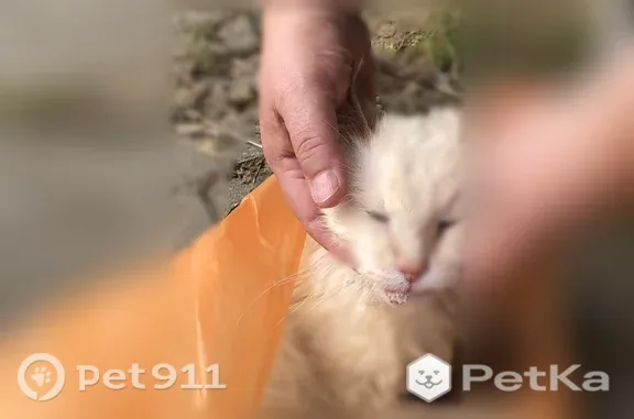 Найдена кошка, Владимир, фото: Найдена кошка, Владимир, Балакирева, д. На остановке общественного транспорта — кот в тяжелом состоянии