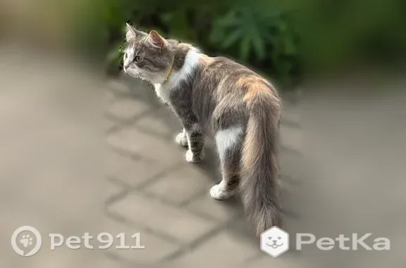 Найдена кошка, Великий Новгород, фото: Найдена кошка, Маловишерская, Великий Новгород — очень пушистая, небольшая