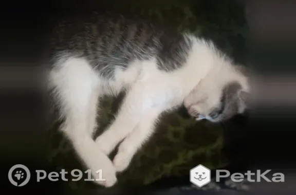 Найдена кошка, Минеральные Воды, фото: Найдена кошка, Прикумская, д. 143, Минеральные Воды — чёрно-белая, маленькая, очень ручная