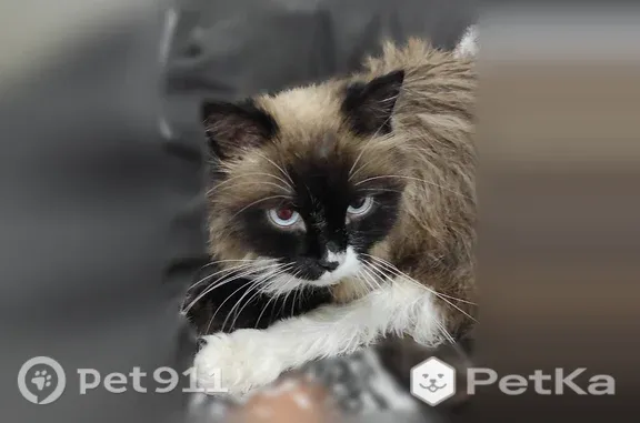 Объявления о пропавших и найденных животных, Киров, фото: Пропала кошка, Киров — пушистая, голубые глаза