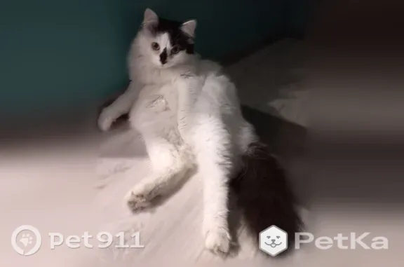Кошки потеряшки, Долгопрудный, фото: Потеряшка кошка, Микрорайон Шереметьевский (г Долгопрудный), Рязанская, Долгопрудный — белая с чёрным, пушистая
