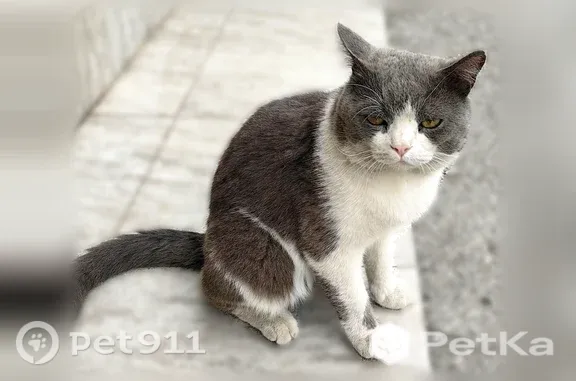 Найдена кошка, Абакан, фото: Найдена кошка, Дружбы Народов, д. 52, Абакан — серый котик, ласковая