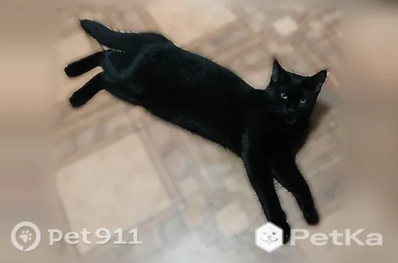 Пропала кошка, Элиста, 4, д. 41, Элиста — чёрная, в розовом ошейнике - photo