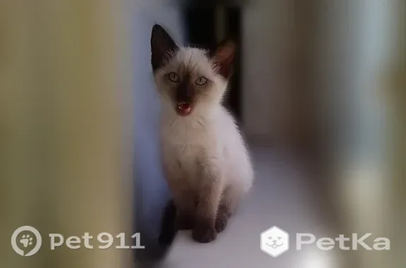 Найдена кошка, Тюмень, фото: Кошка ищет дом, 9 Мая, Тюмень