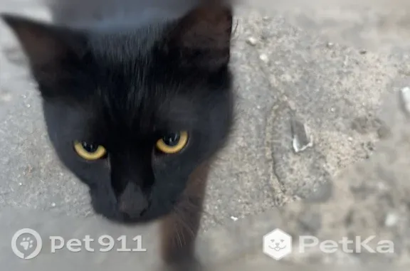 Найдена кошка, Тверь, фото: Найдена кошка, Тверь — черный пушистый кот, ласковый