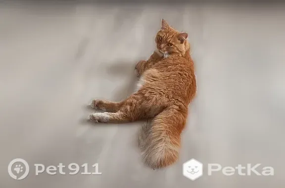 Пропала кошка, Салехард — пушистый рыжий кот Персик, 1,5 года - photo