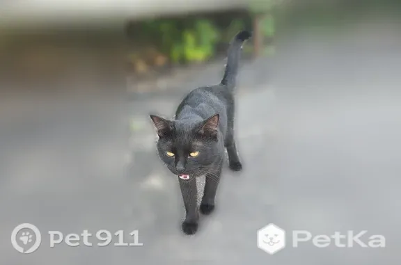 Найдена кошка, Москва, фото: Найдена кошка, Москва, Авиамоторная, д. 55 2 — чёрная, с белым пятном на груди