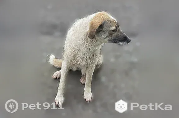 Пропала собака, Село Ендовище, Ендовище — небольшая белая с бежево-серыми пятнами - photo