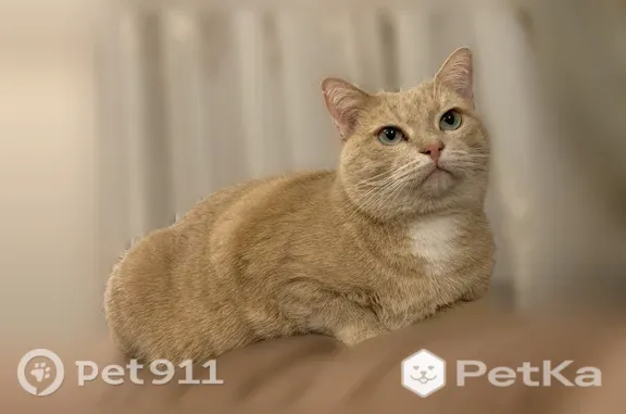 Пропала кошка, Краснодар, Западный Обход, д. 57 — пугливая домашняя, 7 лет - photo