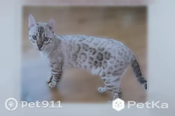 Пропала кошка, Село Знаменское (г Одинцово), д. 8Б, Одинцово — белая пятнистая, насторожена к людям - photo