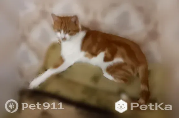 Пропала кошка, Поселок Перово — котёнок 6 месяцев, белый с яркими рыжими пятнами - photo