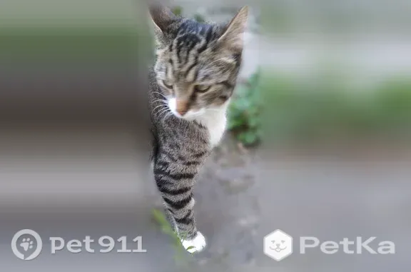 Кошка ищет дом, Воскресенск — молодой, кастрированный, ласковый - photo