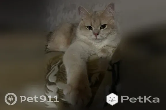 Пропала кошка, Микрорайон 3-й (г Лянтор), д. 9, Лянтор — персиковый окрас, чёрный кончик хвоста - photo