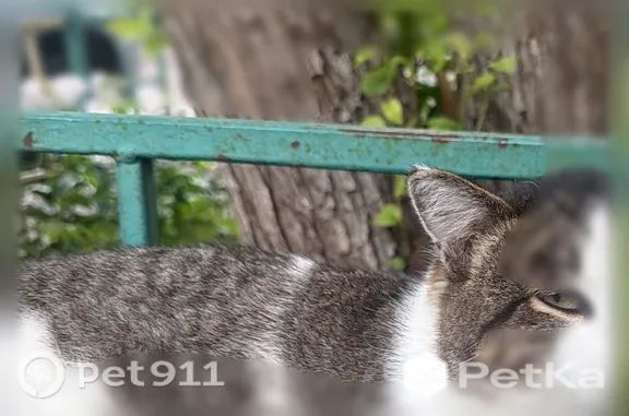 Найдена кошка, Красноярск, фото: Найдена кошка, Красноярск, Спартаковцев, д. 47 — ласковая, отзывается на кис-кис