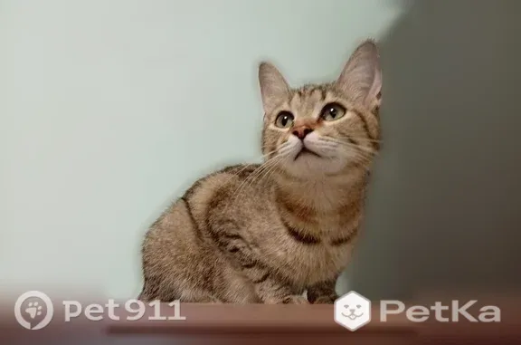 Найдена кошка, Красноярск, фото: Найдена кошка, Дорожная, Красноярск — молоденькая, очень ласковая