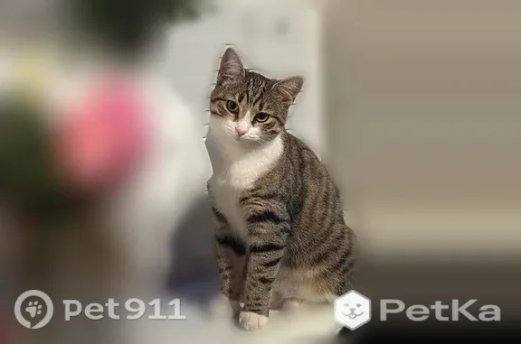 Пропала кошка, им. Космонавта Гагарина, Краснодар — стерилизованная, пугливая, домашняя - photo