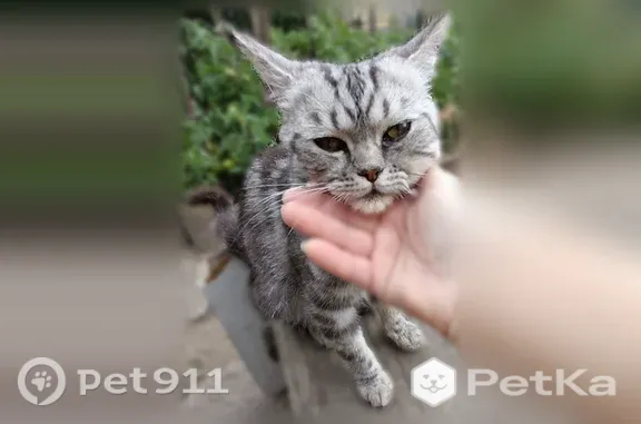 Найдена кошка, Волгоград, фото: Кошка ищет дом, Район Краснооктябрьский (г Волгоград), 39-й Гвардейской, Волгоград — молодой, ласковый кот